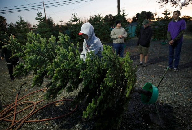 Boy Scout Michael Woodsworth, 14, lifts a Christmas tree in a lot at St. Anthony's Catholic Church in Oakley, Calif., on Tuesday, Dec. 13, 2022. Troop 152 is again selling fresh noble, grand and Douglas fir Christmas trees and wreaths to help raise money for scouting activities. They will also deliver the trees, which can be preordered. (Jane Tyska/Bay Area News Group)