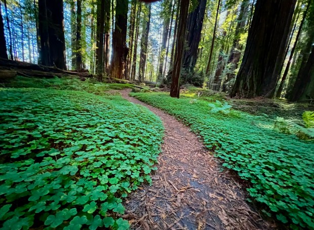 The Grieg-French-Bell Grove at the north end of Avenue of the Giants has a fairytale setting with thick patches of kelly green sorrel. (Photo by Elliott Almond)