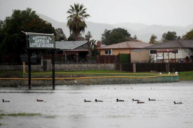 Ducks enjoy the weather in the flooded Antioch Little League baseball field in Antioch, Calif., as more atmospheric river storms hit the bay area on Friday, Jan. 13, 2023. (Ray Chavez/Bay Area News Group)