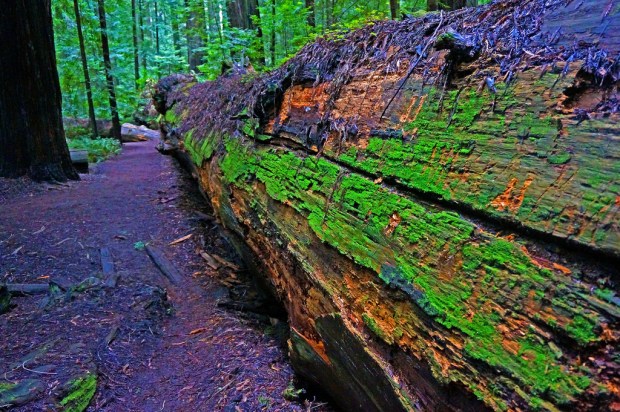The 370-foot tall Dyerville Giant was felled by a storm in 1991. A half-mile walk takes you from parking lot to this fallen behemoth on the Avenue of the Giants. (Getty Images)