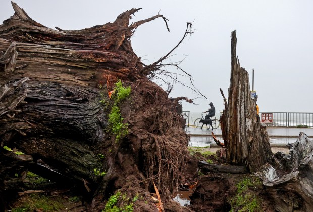 A person bicycles with a dog past a tree which toppled during recent storms on January 11, 2023 in Santa Cruz, California. (Photo by Mario Tama/Getty Images)