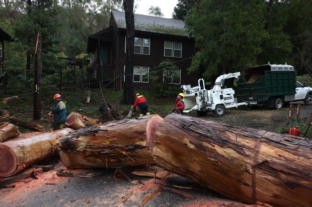 Arborists cut up a tree that was taken down by high winds on January 10, 2023 in San Rafael, California. (Photo by Justin Sullivan/Getty Images)