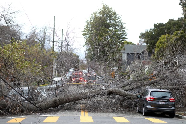 A large tree blocks 10th Avenue on Wednesday, Jan. 4, 2023 in Oakland, Calif. The tree along with a toppled utility pole blocked the intersection of 10th Avenue and East 28th Street. (Aric Crabb/Bay Area News Group)