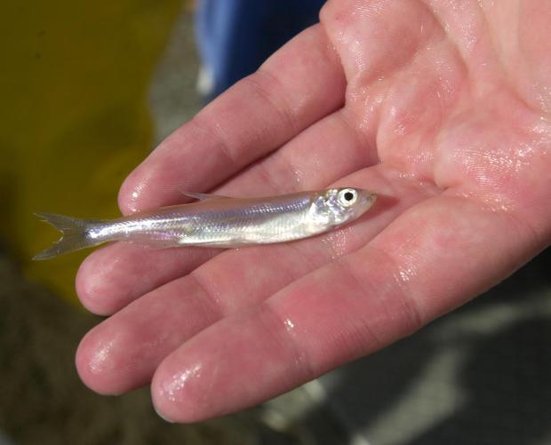 A Delta smelt is held in the hand of biologist Kelly Souza on Tuesday, October 8, 2002. Souza is a member of The California Department Of Fish And Game who are conducting smelt research in the Delta. (SHERRY LAVARS/ Contra Costa Times)