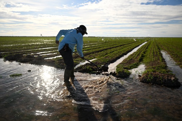 Farmhand Adrian Gonzalez irrigates a field of newly planted alfalfa on Dec. 29, 2022, in Calipatria, California. Gonzalez works for a farm in the Imperial Valley. The valley depends solely on the Colorado River for its surface water supply. The Imperial Valley has rights to more than 1 trillion gallons of Colorado River water each year. The valley's water rights to the Colorado River are as much as Arizona and Nevada put together and twice as much as the rest of the state of California. (Photo by RJ Sangosti/The Denver Post)